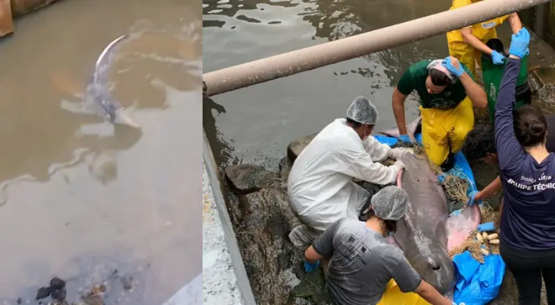 Boto-cor-de-rosa fica encalhado em rip rap após chuvas intensas