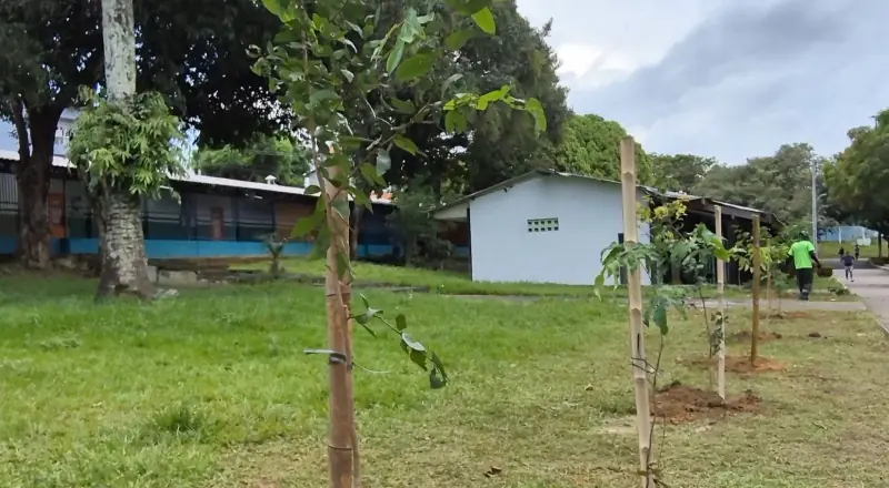Prefeitura realiza manutenção da arborização e melhora o CSU