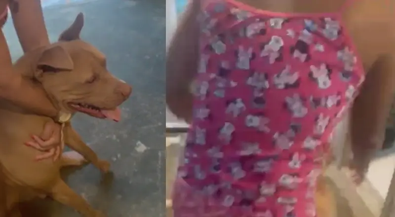 Morde a cara dela: vídeo expõe ato chocante de mãe e pitbull
