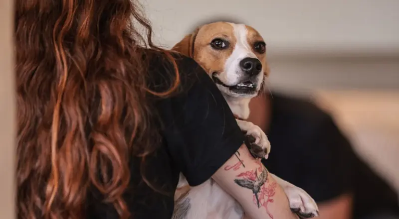 Governo Federal sanciona lei que define normas para guarda compartilhada de pets e direitos animais