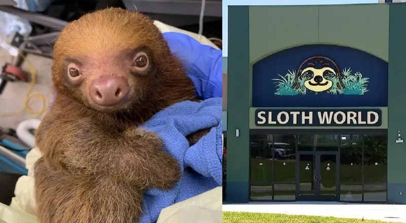 Tragédia na Flórida: fechamento do "Sloth World" após mortes