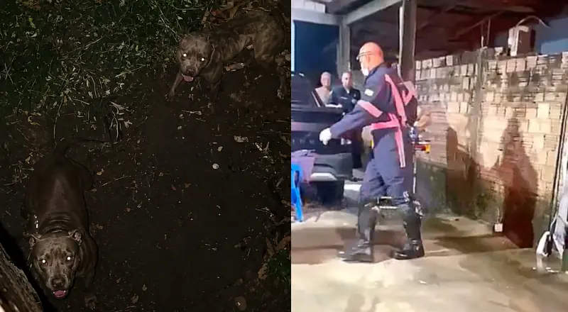 Ladrão pula muro e encontra Pitbulls: SAMU foi acionado!