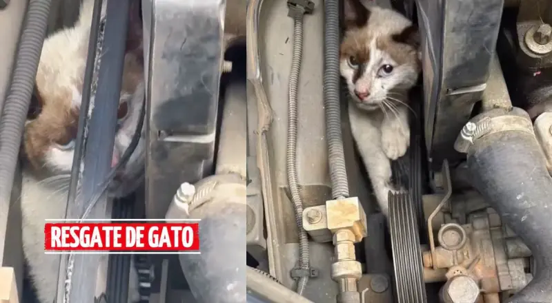'Bichano' preso em motor de carro é resgatado em Manaus