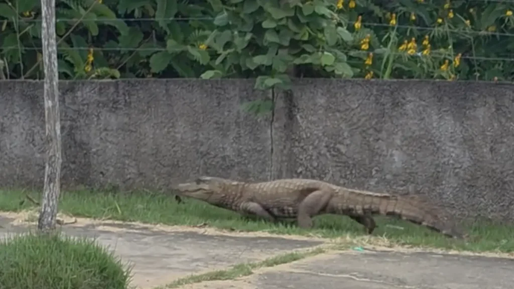 Momento de tensão: jacaré gigante causa pânico em atletas
