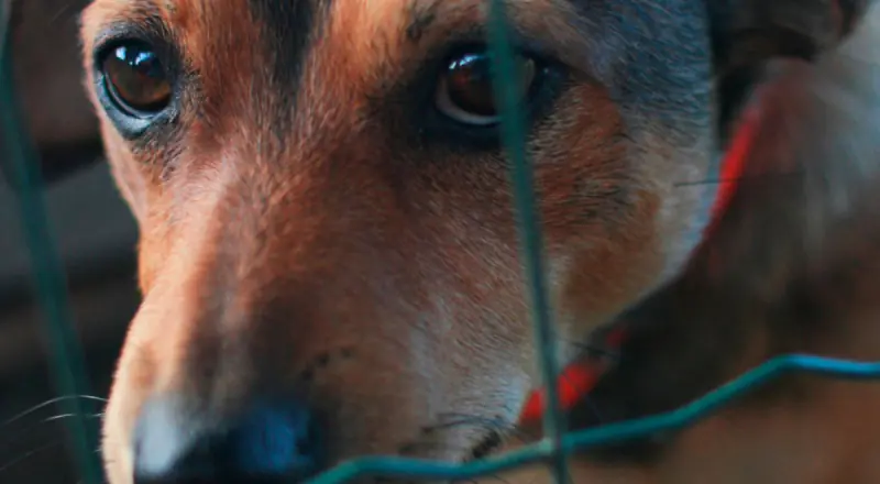 Revoltante: homem abusando de cachorro é preso em Manaus