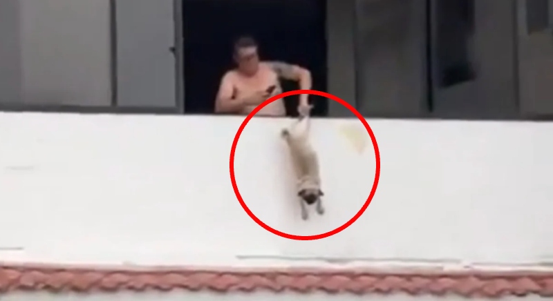 Ex-jogador é preso por maltratar cachorro em apartamentoatório